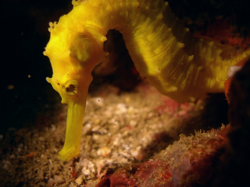 underwater filming